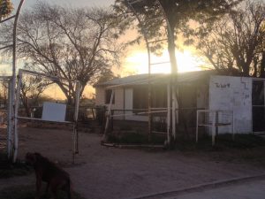 Ellos montan actos y los caballos aplauden