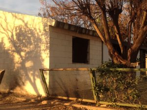 Ellos montan actos y los caballos aplauden